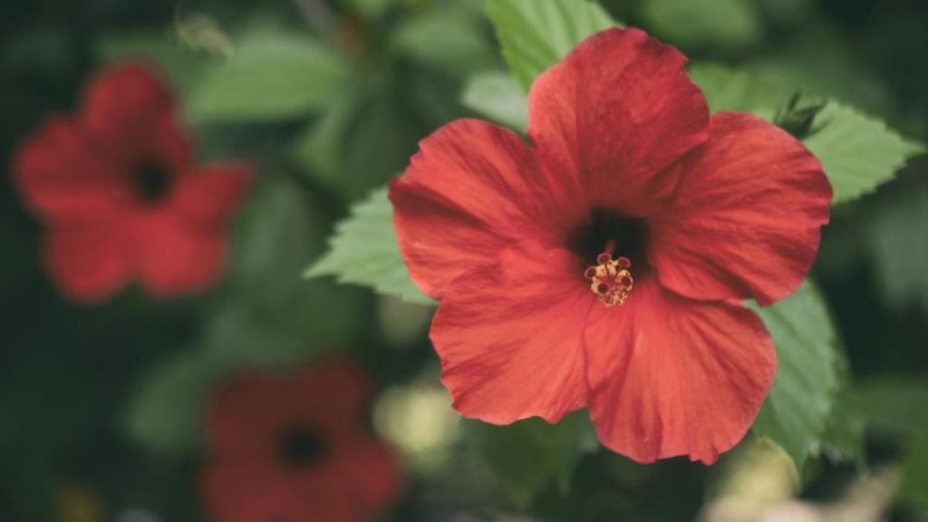 Estos son los beneficios de la flor de cayena para el cabello 2 Vida.es Reducción de la inflamación del cuero cabelludo