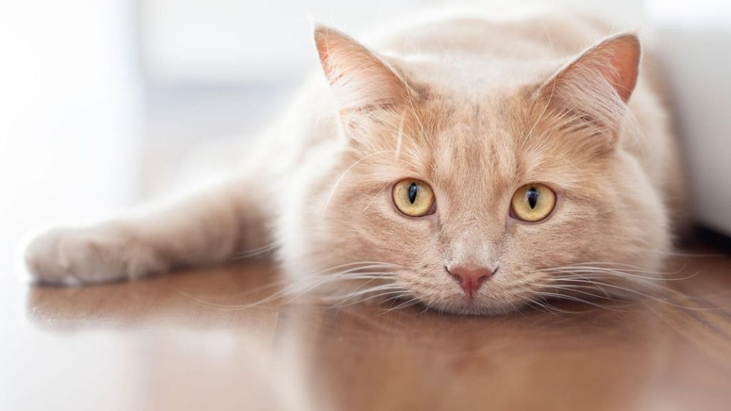 El ronroneo de tu gato no quiere decir lo que tú piensas 2 Vida.es El ronroneo en situaciones de estrés o dolor