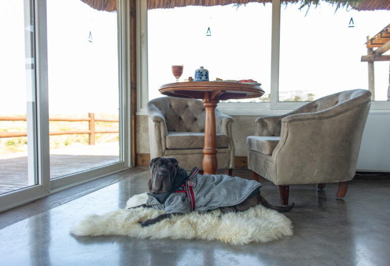 Perros en apartamentos: 5 Consejos para una buena convivencia sin espacios abiertos 3 Vida.es LA IMPORTANCIA DE LA NUTRICIÓN