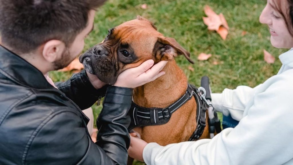 Nunca hagas esto al pasear a tu perro o lo lamentarás 2 Vida.es Proporcionar tiempo suficiente para explorar