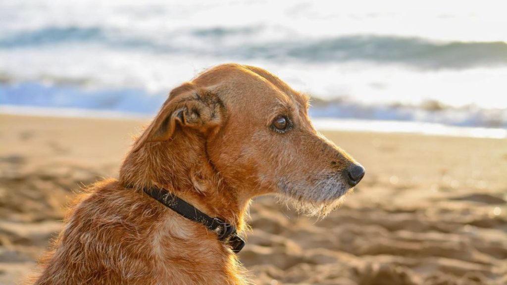 El gran problema de España con los perros durante las vacaciones de Semana Santa y verano 2 Vida.es Rol de los refugios y organizaciones de rescate