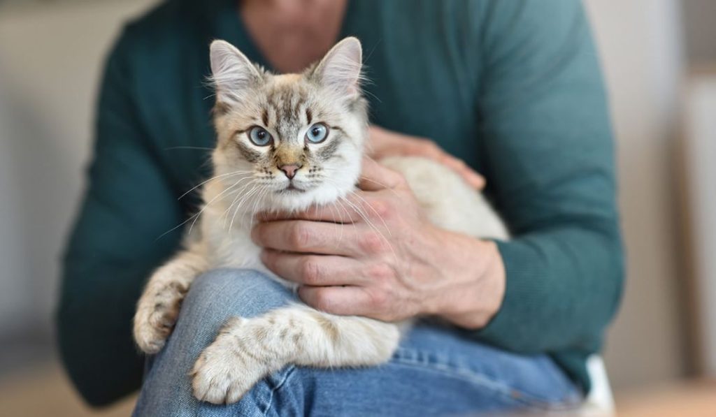 Conclusiones sobre la memoria de los gatos y su relación con sus dueños