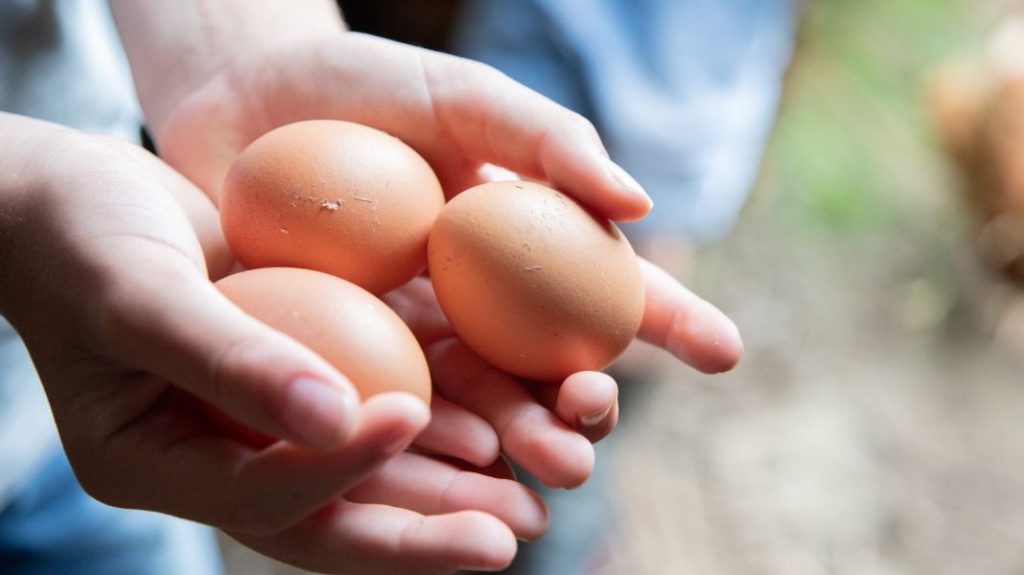 Incorporación de huevos en una dieta equilibrada