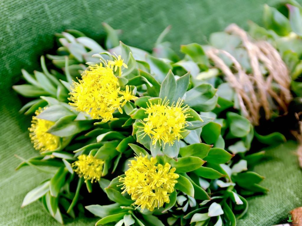 Es un remedio natural contra el estrés y la ansiedad: así debes tomar la Rhodiola 3 Vida.es Integración de la rhodiola en tu rutina diaria