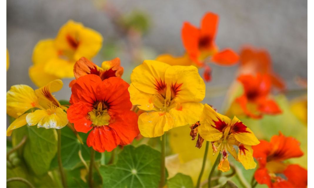 Como incorporar vitamina D a tu organismo para absorber el calcio 2 Vida.es  vitamina D